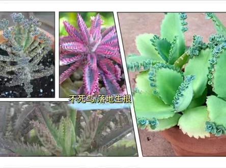 多肉不死鸟,听名字就知道它有多强悍。常见的有三种,看怎么繁殖