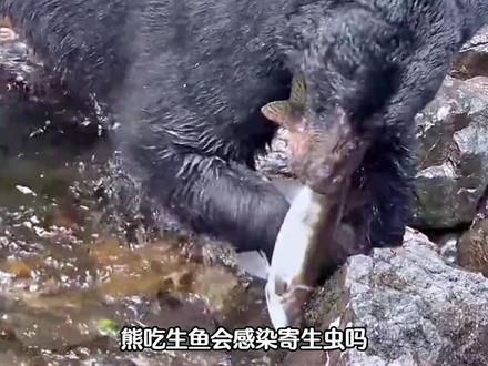 生鱼里的寄生虫有多狠?棕熊被绦虫缠肚子