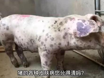 猪的5种皮肤病详细介绍和分辩#猪皮肤病 #猪丹毒 #猪皮肤发红
