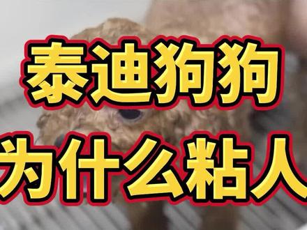 泰迪狗狗为什么粘人#萌宠 #狗狗 #泰迪