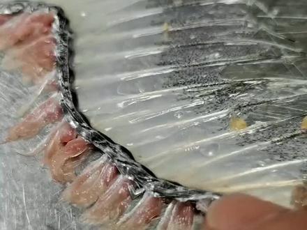 带鱼又名刀鱼。清洗处理方法。#精品海鲜 #食材新鲜才是硬道理 #大海的馈赠