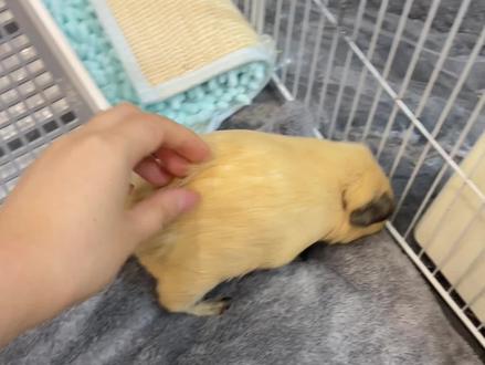 小猪也怕挠痒痒 #荷兰猪 #豚鼠 #萌宠出道计划 #可爱到爆炸💥