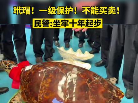 玳瑁!一级保护!不能买卖!