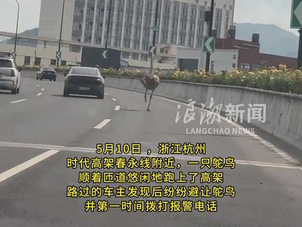 高架惊现鸵鸟飞奔,交警一前一后护送“回家”