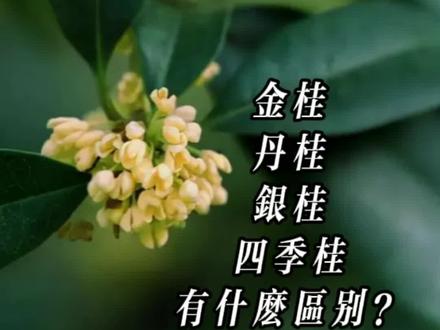 金桂、丹桂、银桂、四季桂,到底那个好?#一起拼出丰收中国#苗木人#抖音818新潮好物节 #抖音小助手 @抖音小助手