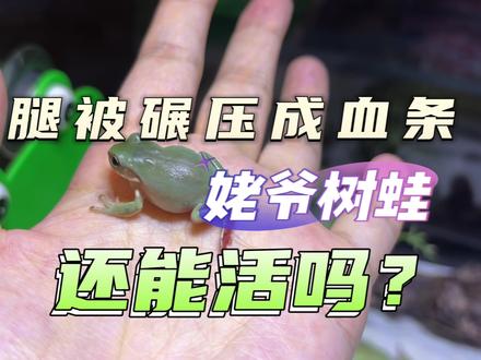 腿被严重碾压的姥爷树蛙还能活吗? #姥爷树蛙 #角蛙 #爬宠 #异宠 #雨林缸