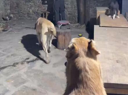 10.2直播回放(下) 地久给发大家看看牙;小虎出笼子就打莲梅;黄黄就是喜欢往别的小狗头上尿尿;黄黄太高了,驮着骏良走;牛仔骏良逮住胖宝转移阵地;骏良警告:谁也不准扒凤儿的衣裳(黄黄说的主要是你)骏良今天去看小美了,小美朝着骏良骂了20分钟;小虎跳起来咬住扫帚;小宝上桌子,骏良紧紧看住;小宝骑小狗;黄黄和胖宝宝玩,追击过程中撞墙上了摔了大跟头;放豆豆途中路遇壁虎;虎狼之子肥头大耳;天狼每天把小杜当羊放;骏良说小狗之间有摩擦很正常,大家正常看待狗与狗之间的关系不要激动哈;虎皮卷组合日常吵架;骏良雨露均沾摸每一只狗狗;小杜脾气超级好,天狼一骚扰小杜,骏良恶评天狼醒了啊,小杜马上出现这种智商不高打人很疼的样子了啊;豆豆进屋自己找眼药水,被骏良叫出来了;大狗一来,莲梅立马怯生生躲起来;分发狗群稳定器磨牙棒;请大家理性看播,不要刷礼物了,不认识的人不要去交流,防止被骗;#狗狗 #骏良 #直播录屏分享 #萌宠 #明亮与狗