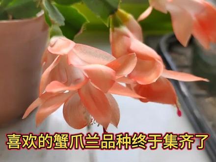 喜欢的蟹爪兰品种终于集齐了,蟹爪兰品种展示 #蟹爪兰 #阳台养花