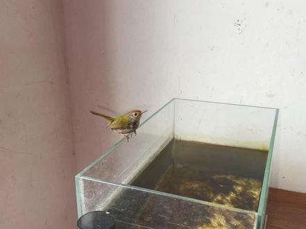 除夕那天家里飞进一只漂亮的缝叶莺 #鸟#缝叶莺#爱鸟护鸟#野生动物零距离