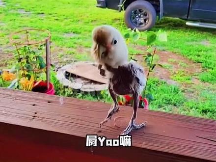 #苟老表配音 #搞笑配音 #神奇动物 这小鹦鹉唱出了多少过来人的心声…真实