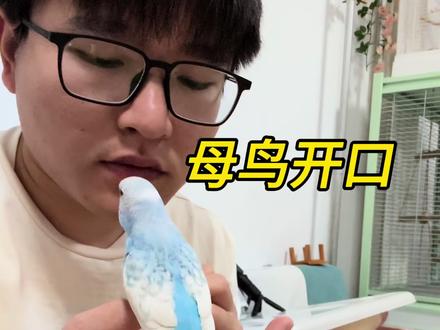 面教虎皮说话,母鸟能开口吗?学的越来越像了,期待开口!
#虎皮鹦鹉说话 #虎皮鹦鹉 #手养鹦鹉 #虎皮鹦鹉训练 #鹦鹉日常