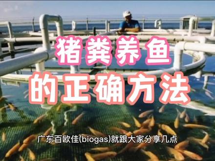 猪粪养鱼的正确方法,猪粪养鱼技术大揭秘,看到就是赚到 #水产养殖 #水产养殖技术 #养鱼人 #鱼 #养鱼 #猪粪养鱼 #猪粪养鱼的正确方法 #猪粪有机肥 #猪粪处理成清水 #养鱼技术分享