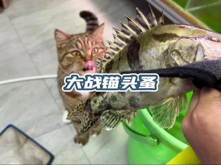 大家好像对寄生虫都很感兴趣,本来想再发一个后续,没想到抓捕锚头蚤居然翻了车,同样,视频最后有惊喜哦#鳜鱼 #锚头蚤 #观赏鱼寄生虫
