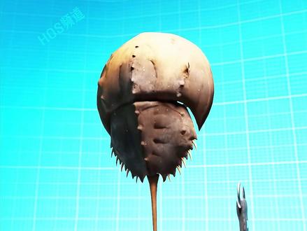 提取蟹血制药 #科普 #有趣的知识又增长了 #涨知识