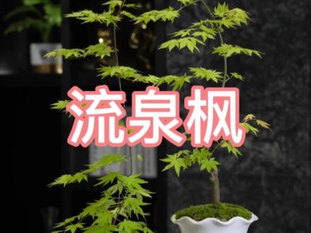 流泉枫:“留钱”枫 #花卉绿植 #适合室内摆放的花卉盆栽推荐