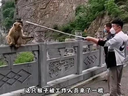 猴子抢东西。找猴王~好使👍#猴子 #峨眉山猴子搞笑视频 #搞笑