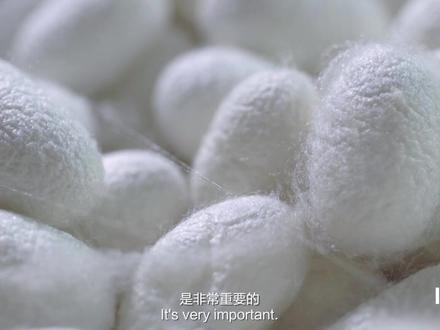 一起来探秘「真丝」的故事!