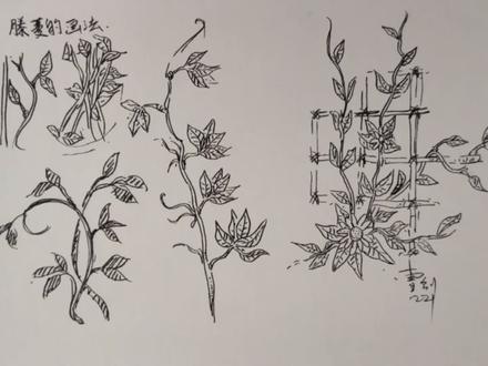 藤蔓怎么画?钢笔画入门,风景速写植物系列画法