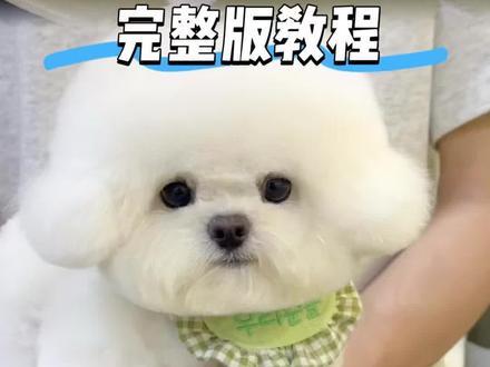 布朗熊造型教程又来啦 有想看的内容可以留言告诉我哦#布朗熊造型教程 #比熊造型 #宠物美容培训学校 #比熊犬美容 #比熊美容布朗熊
