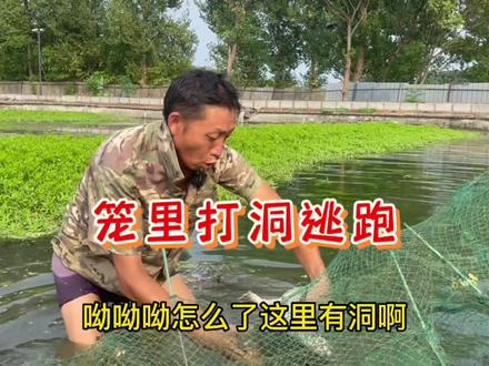 笼里打洞逃跑#农业生产记录 #我的乡村生活记录