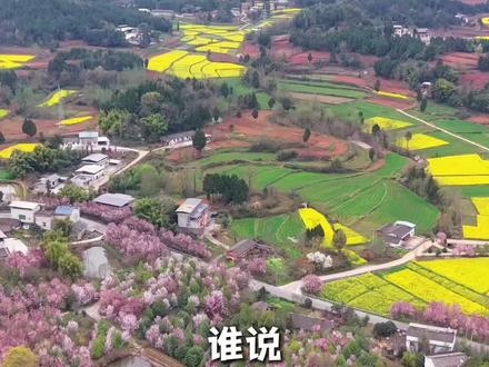 看得见#窦圌山,赏得了#红叶李,这个地方值得一去!#春日赏花 #绵阳周边游