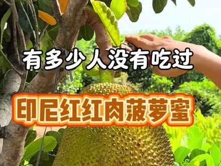 印尼红菠萝蜜,真的太惊讶 #果树种植 #印尼红 #红肉菠萝蜜 #记录我的果农生活 #果苗供应正宗