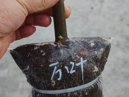 亩产万斤的万叶无花果又是什么梗?哪位朋友解释一下。#植物生长过程