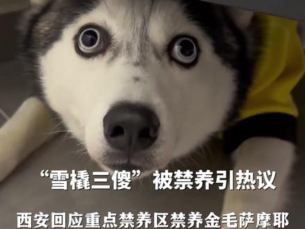 “雪橇三傻”被禁养引热议,#西安回应重点禁养区禁养金毛萨摩耶 :这个规定是从2012年开始施行的#禁养犬 #多地解禁中华田园犬