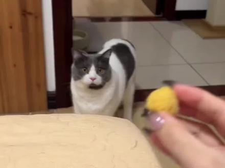 #搞笑视频 #动物成精 #萌宠出道计划 #动物的迷惑行为 盘点猫猫搞笑行为