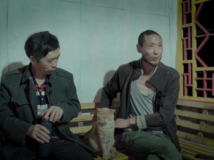民间常说:猪来穷、狗来富、野猫来了戴孝布,这的确是无稽之谈。#辟谣 #民间文化