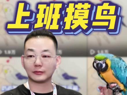 鹦鹉热该如何预防? #鹦鹉 #鹦鹉小白 #鹦鹉日常 #训鸟高手 #手养鹦鹉