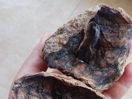 来认识一下这些中药 #科普 #中草药 #冷知识