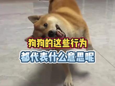 狗狗的这些行为,都代表什么意思呢#养狗经验分享 #养狗人 #狗狗 #萌宠出道计划 #新手养狗