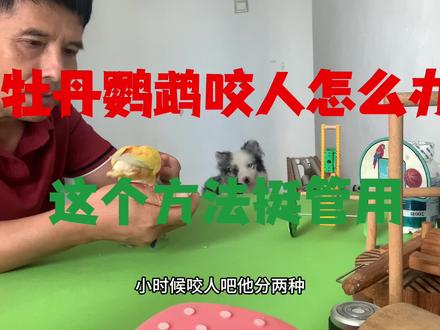 牡丹鹦鹉咬人手,可以两个方法训练它