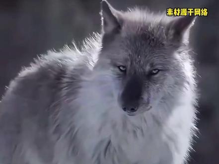狼王🐺用行动诠释了权力越大责任越大,危难时以自身为赌注 他们不懂人类,但他们知道,对于偷猎者来说,自己的身体最珍贵,就用这种方式换口吃的
#重返狼群 #热点#万物皆有灵性 #神奇动物在抖音#保护野生动物 @DOU+上热门 @DOU+小助手