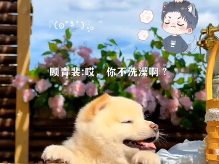 天仙又来哄小狗啦~
#针锋对决 #顾青裴 #原炀