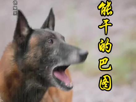 #真实生活分享计划 #创作者扶持计划 #传递正能量 #狗狗救人 狗狗巴图能干的事情有哪些?续篇合集2来了,ta知道前方有危险不顾众人的恐吓拦婚车,只为避免一场灾难,ta还会救连人都不敢救的人,人怕被碰瓷讹钱,巴图狗狗不怕,大爱了,