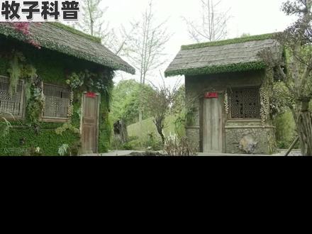 为何说“家里进了蛇不能打”,蛇究竟有什么特别?打了蛇会有什么后果
