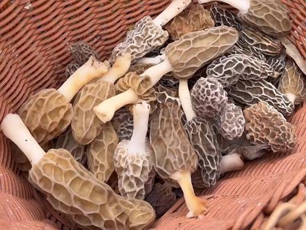 你还不来桥溪村找我捡菌子吗🤓🤓#捡菌子 #羊肚菌 #真实户外 #采蘑菇 #刺龙苞