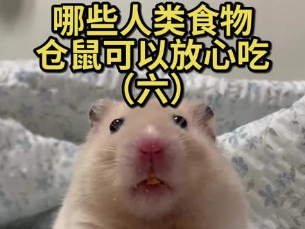哪些人类仓鼠可以放心吃#金丝熊 #仓鼠 #萌宠出道计划