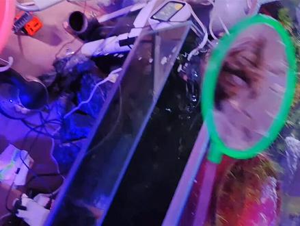 草缸满月啦,也进入了最尴尬的爆藻期,多些耐心坚持换水和黑壳,期待它2个月之后的蜕变!