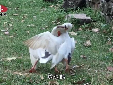 蛇遇鹅,吓得哭,为什么说大白鹅是蛇的天敌?