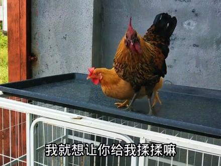 公鸡和母鸡搞笑趣事第三集,加长版,请耐心看完#母鸡下蛋