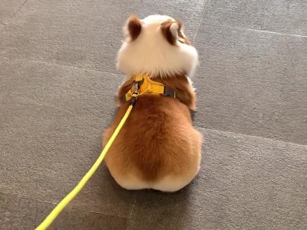 柯基的腿为什么这么短? #柯基 #狗狗 #萌宠出道计划