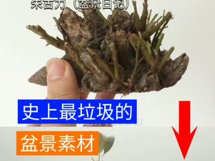 史上最垃圾的盆景素材#榕树盆景#黄葛树盆景#盆景日记