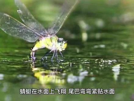 #萌知计划 #萌知计划؟ 蜻蜓为什么要点水?带你了解更多知识!@DOU+小助手