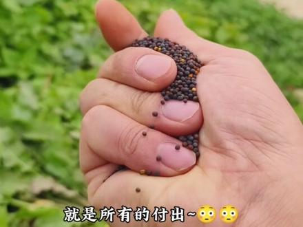 流水无根,青石无情,错付了终究不会有结果……#种地悟道 #我的乡村生活 #新农人计划2023