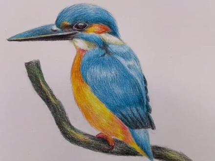 彩铅画,翠鸟#绘画过程 #彩铅手绘 #想画就画