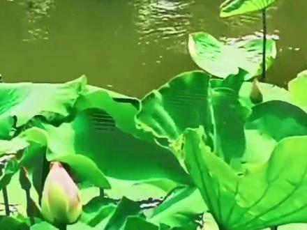 唐诗鉴赏《小池》(杨万里)