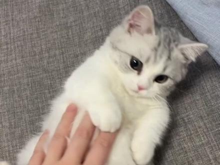 养猫人最容易得的四种病 #养猫人#科学养猫#猫咪#新手养猫